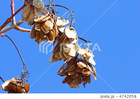 カラコギカエデの翼果 4742058