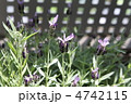 ラベンダー 4742115