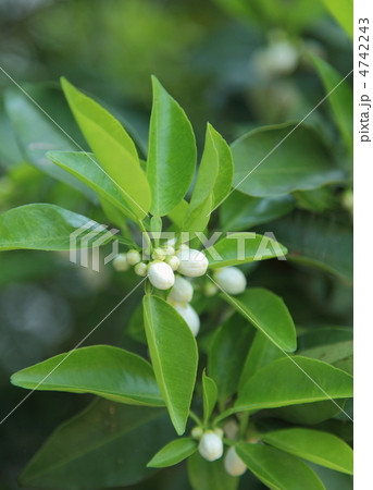 柚子の花と蕾 柚子の花と蕾 4742243