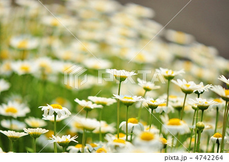 満開のノースポール 4742264