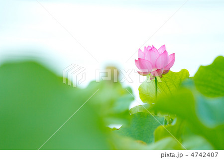古代蓮 4742407