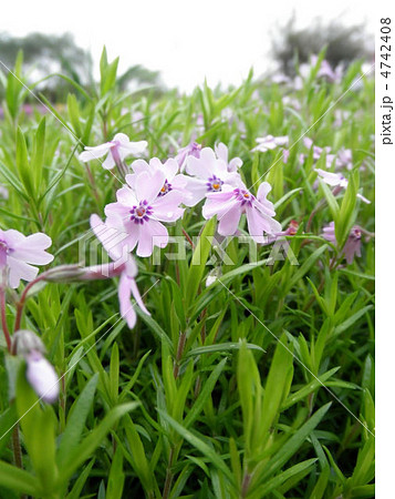 芝桜 花言葉:一筋 Phlox subulata 芝桜 花言葉:一筋 Phlox subulata 4742408
