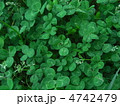 四つ葉のクローバー 4742479