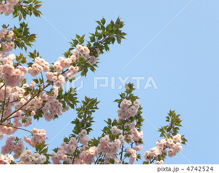八重桜 4742524
