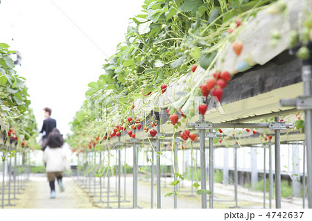 苺狩り 4742637