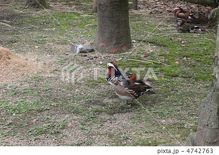 オシドリ オシドリ 4742763