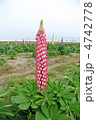 ルピナス 4742778
