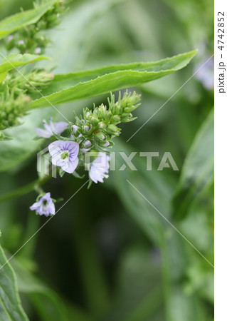 畦の野草 畦の野草 4742852