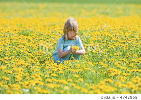 boy picking dandelions 4742968