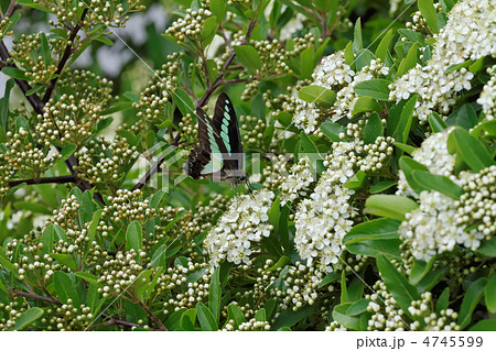 トキワサンザシの白い花とアオスジアゲハ 4745599
