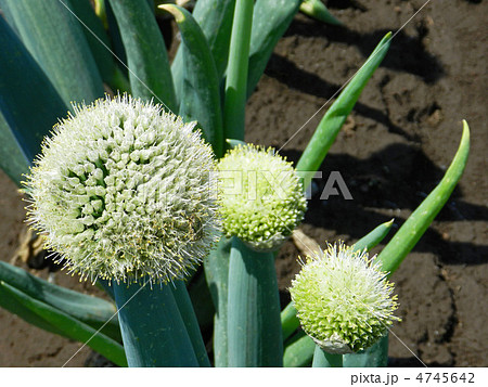 ネギボウズ（葱坊主） 4745642