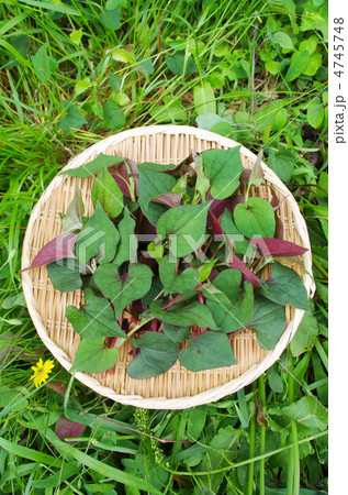 ドクダミの葉を採取 4745748