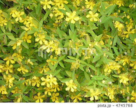 美容柳 美容柳 4745768