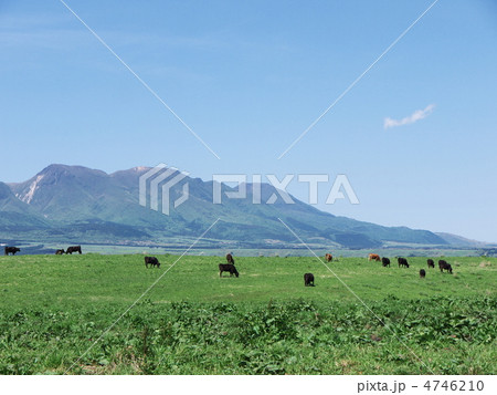 高原の放牧 4746210