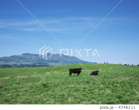 高原の放牧 高原の放牧 4746211
