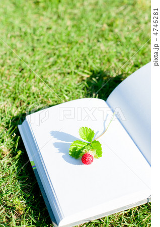 芝と本とイチゴ 4746281