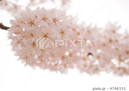 桜満開 桜満開 4746332