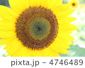 ひまわり 4746489