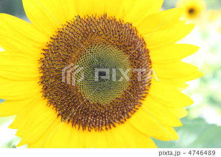 ひまわり ひまわり 4746489