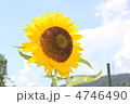 ひまわり 4746490