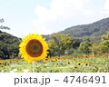ひまわり 4746491
