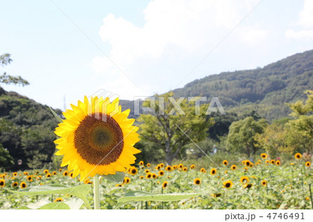 ひまわり ひまわり 4746491