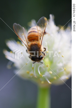 ミツバチとねぎ坊主 4746600