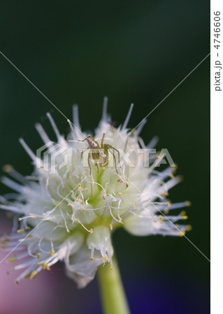 ねぎ坊主と蜘蛛の写真素材