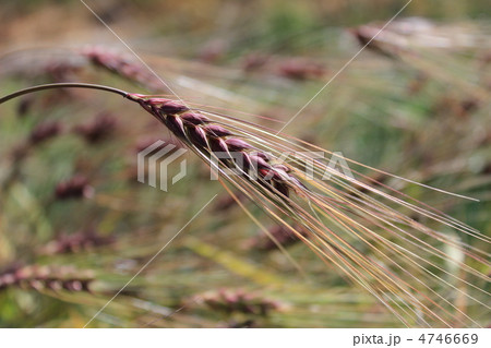 むらさき麦 むらさき麦 4746669