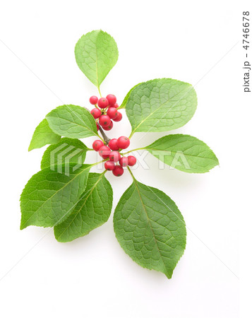 アオハダの赤い実 4746678