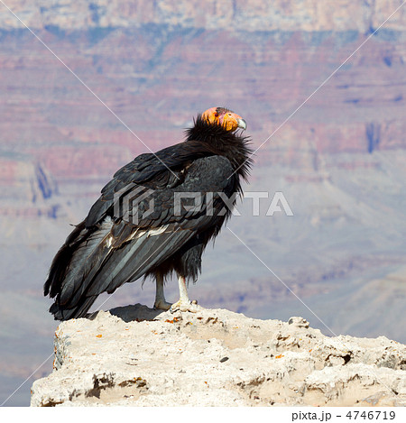 グランドキャニオンのカリフォルニアコンドル 4746719