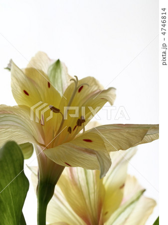 ニュアンスカラーのアルストロメリア ニュアンスカラーのアルストロメリア 4746814