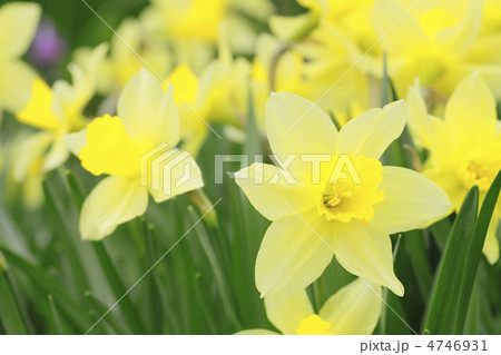 水仙の花 4746931