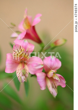 アルストロメリア 4746974