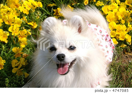 ２０１２　ビオラ 4747085