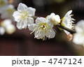 梅 4747124