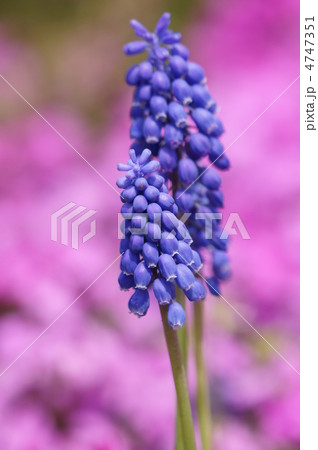 ムスカリ　葡萄に似ているのでグレープヒヤシンス 4747351