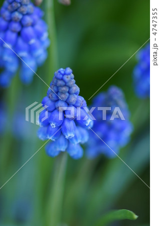 ムスカリ　葡萄に似ているのでグレープヒヤシンス 4747355
