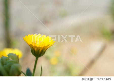 フユシラズ 4747389