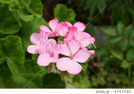 ゼラニウム 4747430