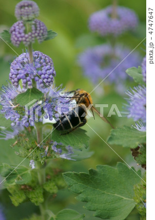 金毛腹長土蜂と段菊 4747647