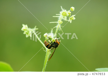 大雀蜂と荒地瓜　美味しそうにかじっています。 4747653