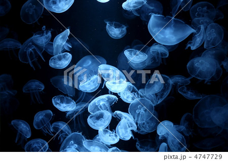 クラゲ 4747729