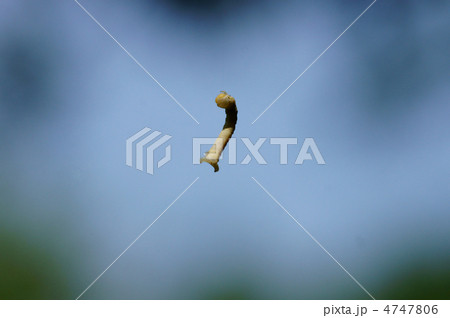 尺取虫 風にあおられフラフラ空中遊泳中 尺取虫 風にあおられフラフラ空中遊泳中 4747806