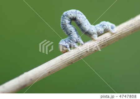 尺取虫　縮んで伸びて一生懸命移動中。 4747808