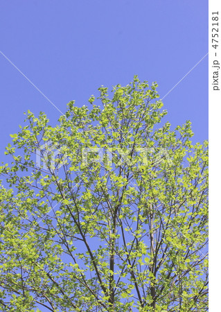 青空に伸びる緑の若葉 青空に伸びる緑の若葉 4752181