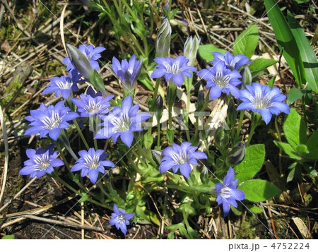 ハルリンドウ 4752224