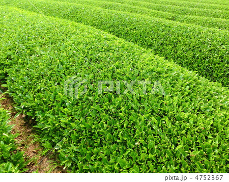 茶畑 茶畑 4752367