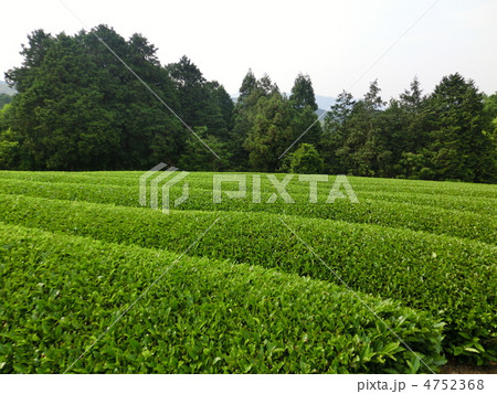 茶畑 茶畑 4752368