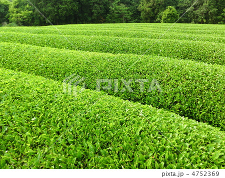 茶畑 茶畑 4752369
